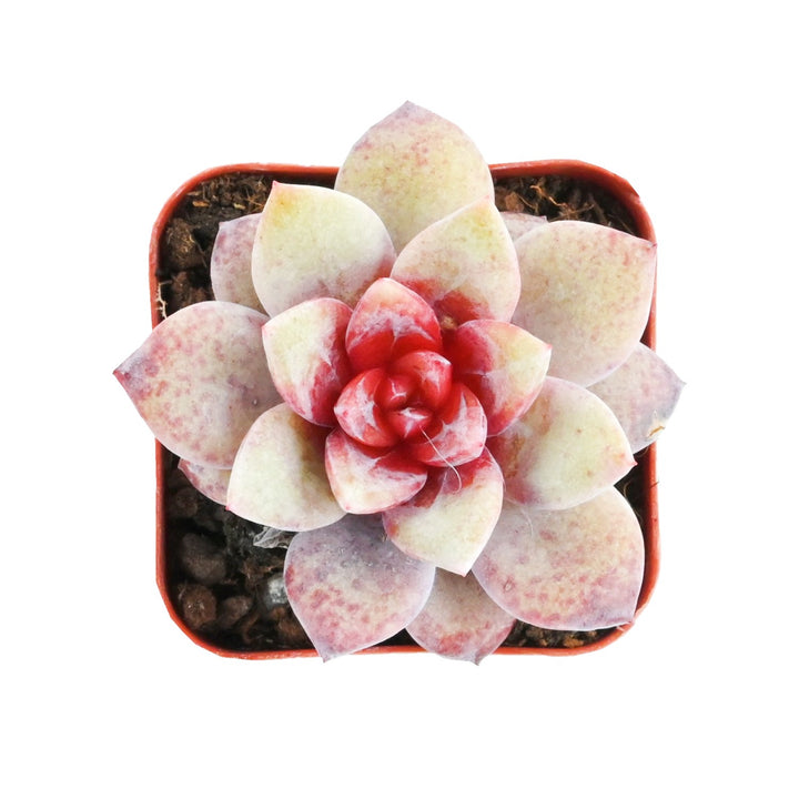succulent plant in german Echeveria 'German Champagne'
