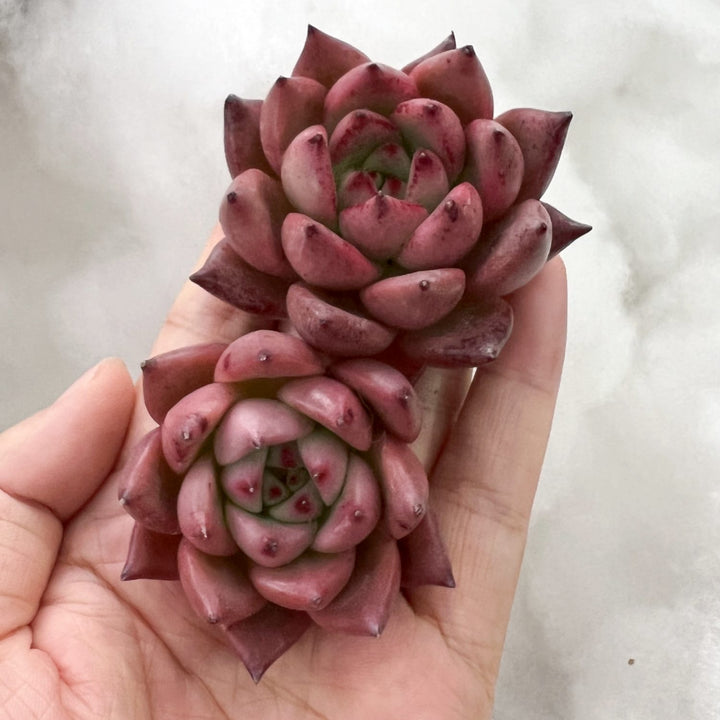 sweet pink succulent Echeveria 'Honey Pink'