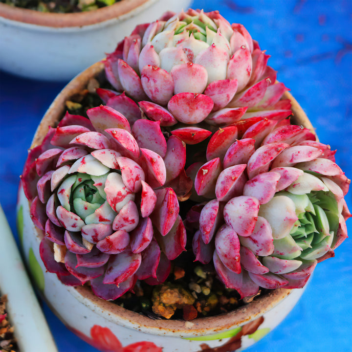 succulent with holes Echeveria 'Red Hole'