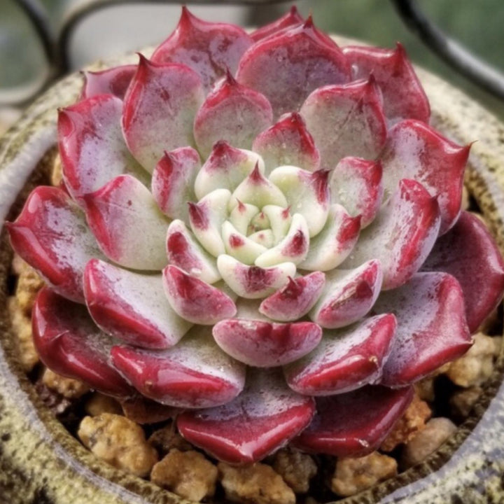 sara's succulents Echeveria 'Sara Himebotan' – Thenextgardener