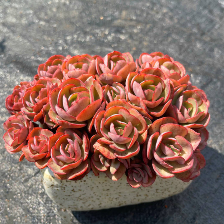 suyeon succulent Echeveria 'Suyon' (<4 inch)