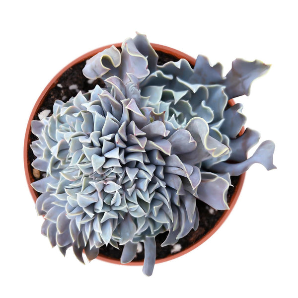 Crested Echeveria Swan Lake (4 inch)(Limited)