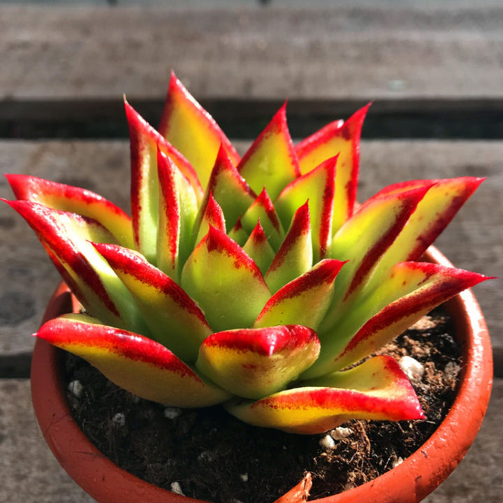 echeveria-agavoides-lipsticks-rooted-in-red-cement-planter