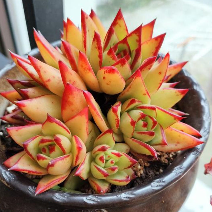 echeveria-agavoides-lipsticks-succulent-cluster-placed-by-the-window