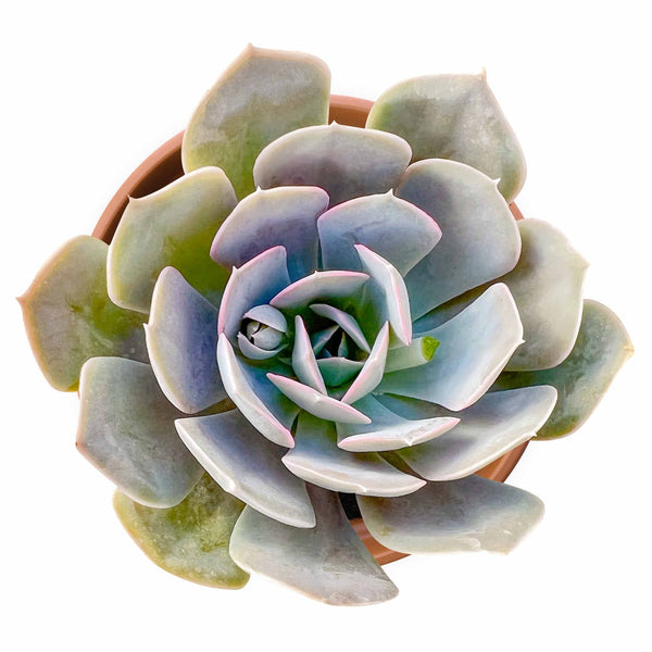 echeveria-runyonii-rose-ex-walther-for-sale