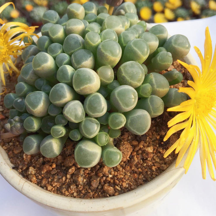 fenestraria-rhopalophylla-baby-toes-blooming