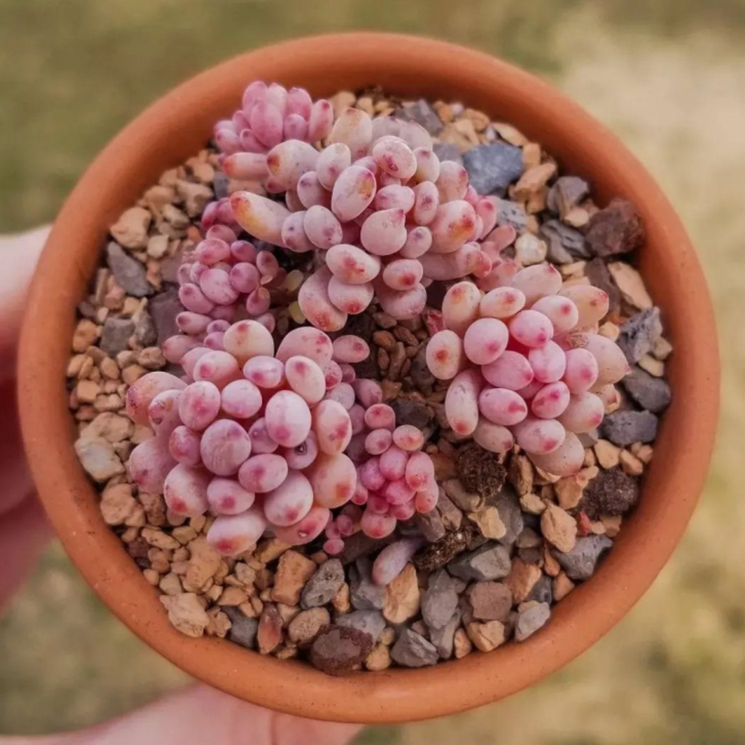 Bluebean Graptopetalum pachyphyllum 'Bluebean' | The Next Gardener – Thenextgardener