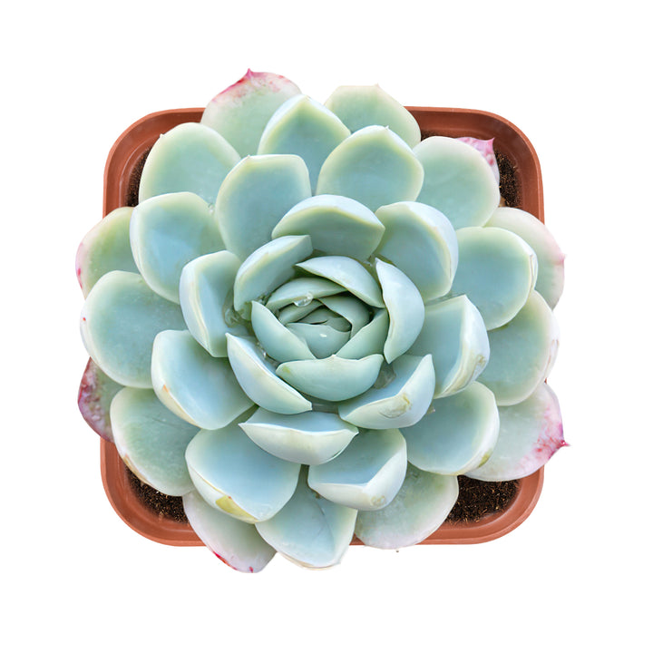 mexican gem succulent Echeveria Elegans (Mexican Snowball)
