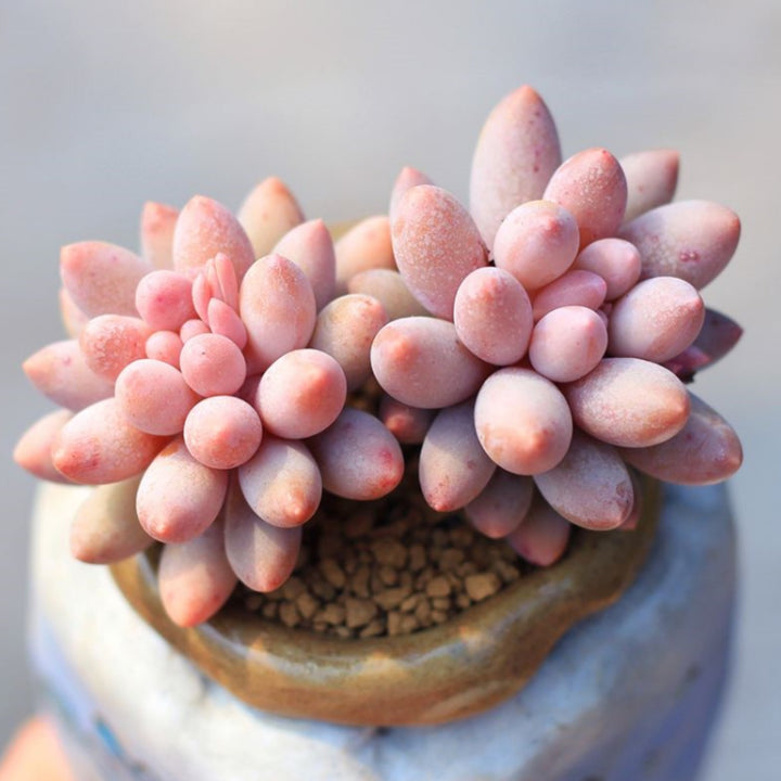 fingerling succulent Pachyphytum 'Machucae' /Baby finger 40 Plants