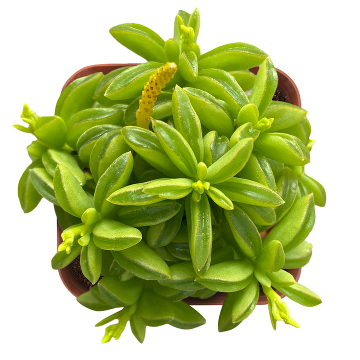 pepper succulent Peperomia dolabriformis(Prayer Pepper) – Thenextgardener