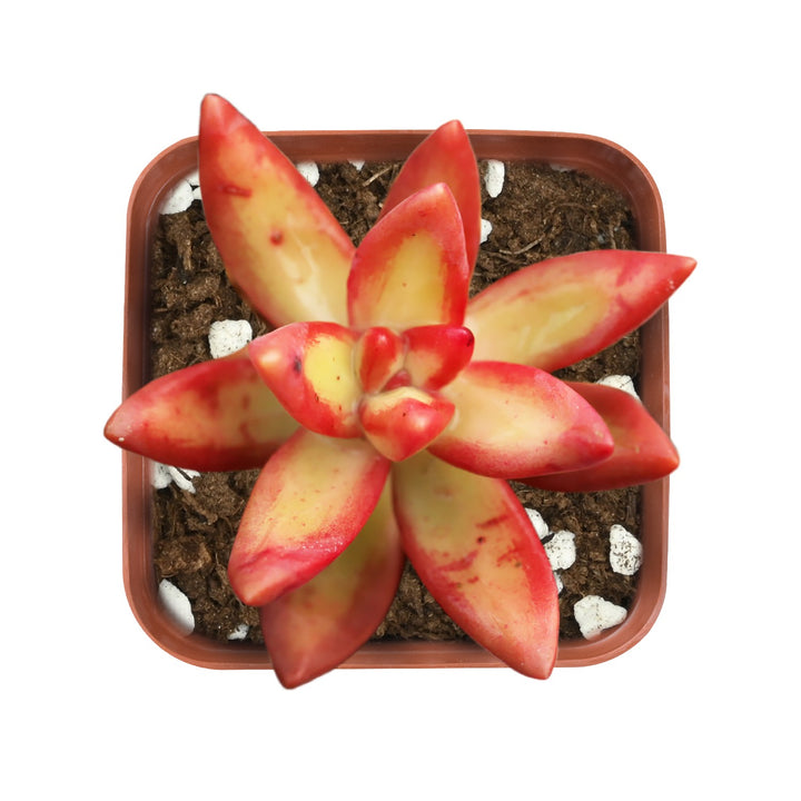 adolfi succulent Sedum Adolphi 'Firestorm'