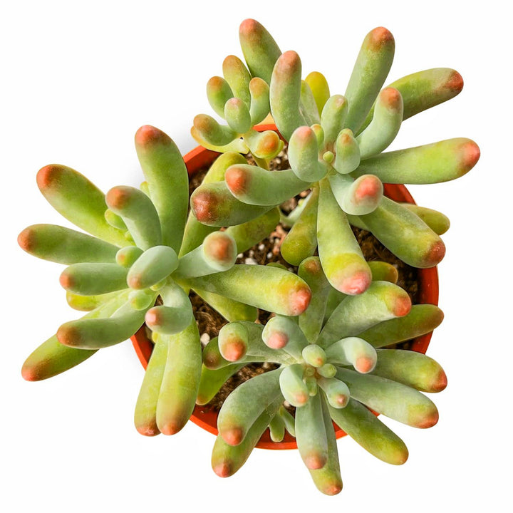 sedumc-orynephyllum-frod-for-sale