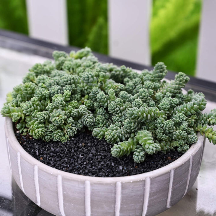 sedum major succulent Sedum Dasyphyllum 'Major'