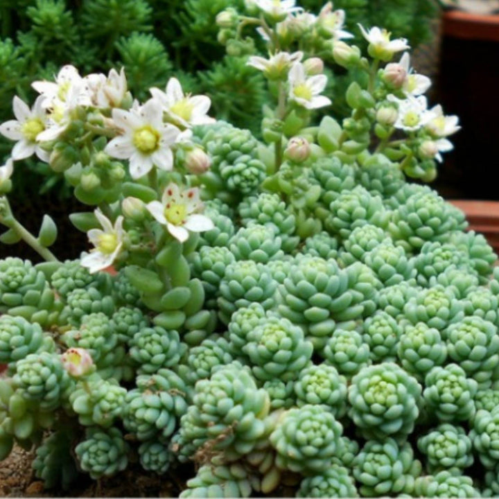 sedum major succulent Sedum Dasyphyllum 'Major' (4 inch)