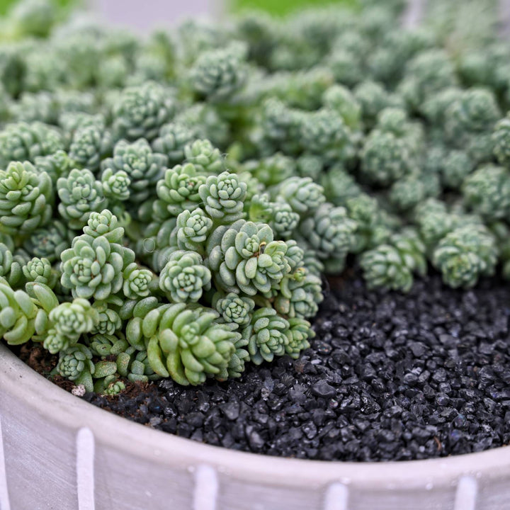 sedum asstd succulent Sedum Dasyphyllum 'Major' (4 inch)