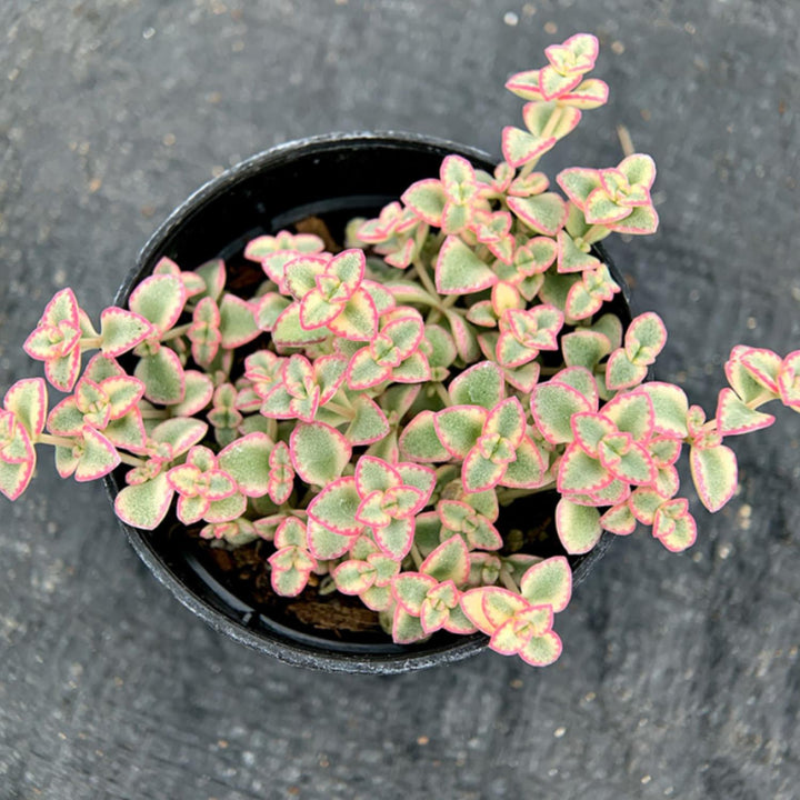 little missy succulent Sedum Little Missy - Variegated (4 inch)