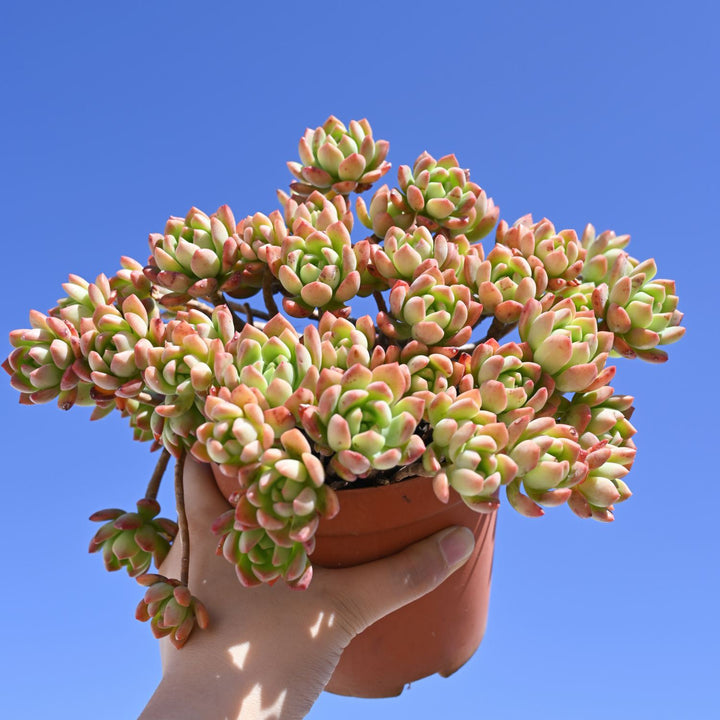 golden glow stonecrop succulent Sedum 'Golden Glow' / Sedum adolphi 'Golden Glow' – Thenextgardener