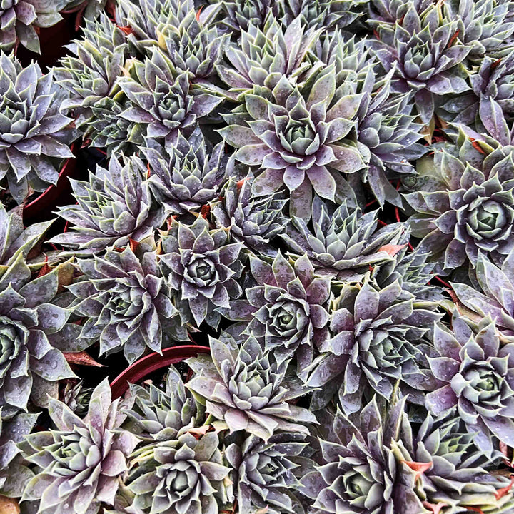 succulent grey Sempervivum 'Grey Lady' (4 inch)