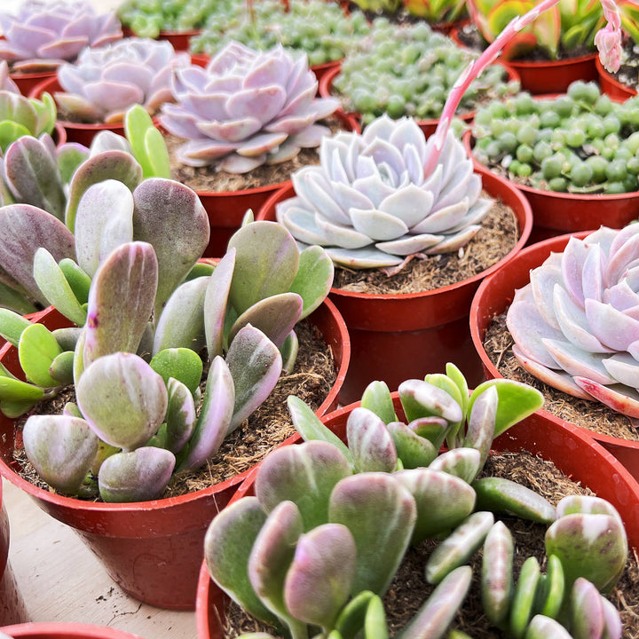 jacobsenii succulent Senecio Jacobsenii/ Trailing Jade (4 inch) 3 Plants