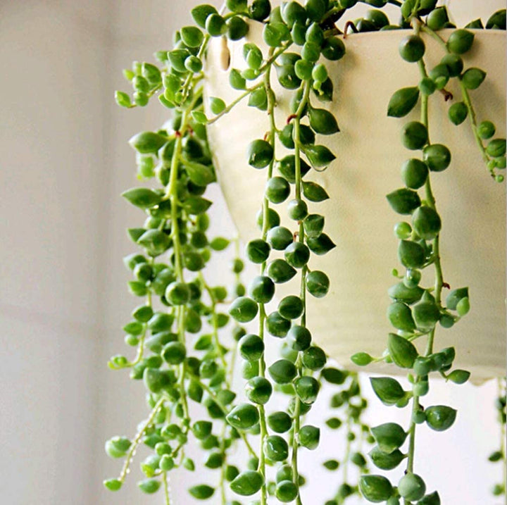 string of pearls succulent buy String of Pearls / Senecio Rowleyanus (4 inch) 2 Plants / Vintage Pot