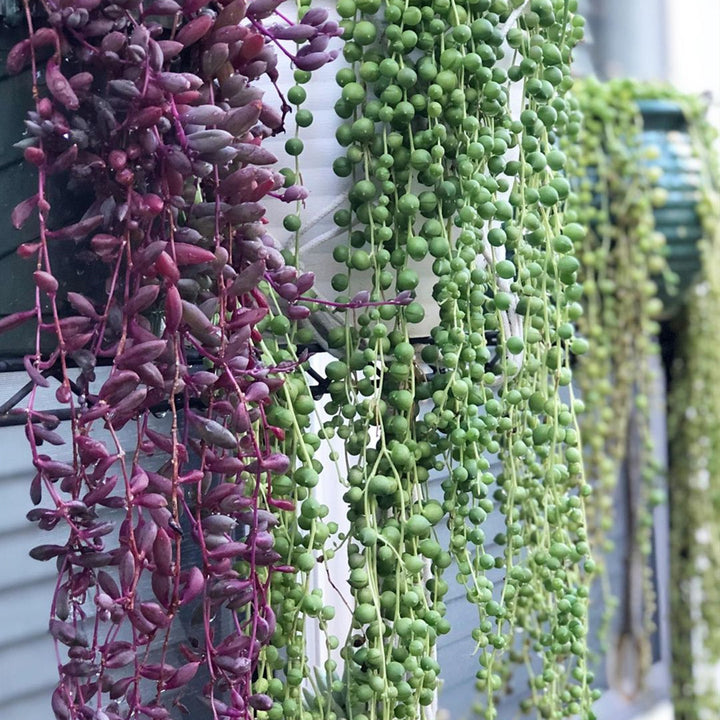 pearl necklace succulent String of Pearls / Senecio Rowleyanus (4 inch) 2 Plants / Vintage Pot