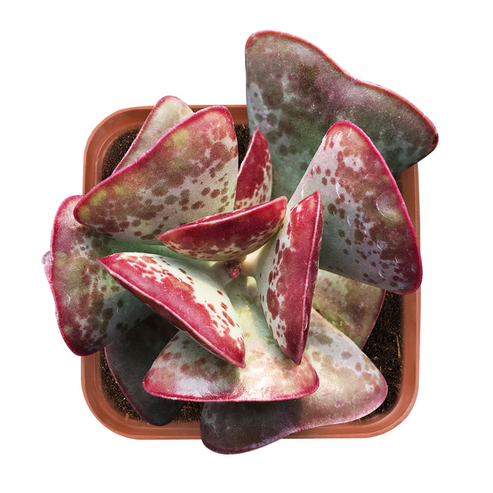calico hearts succulent Adromischus triflorus 'Calico Hearts' 10 Plants