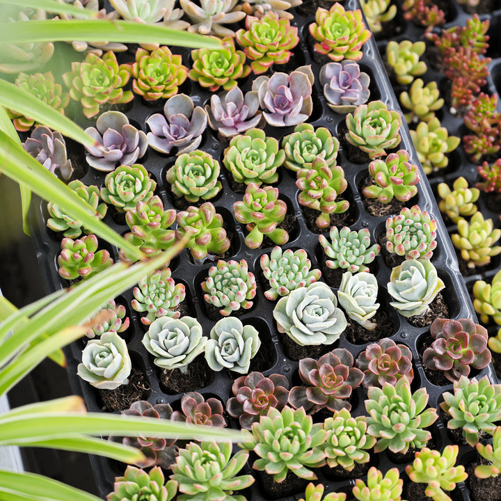 succulent plug plants 10 Assorted Rosettes Succulent Plugs (10 Varieties)