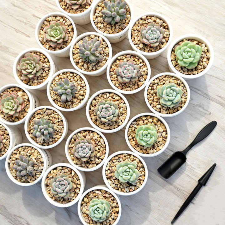 mini succulent pots bulk Love Mini Succulent Favors Ceramic