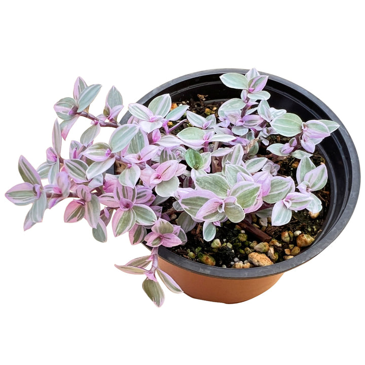 pink lady succulent care Callisia Repens 'Pink Lady', Grounded Cover Succulent Plant, Perennial Vines