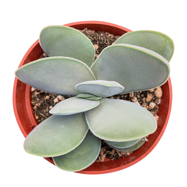 Crassula Obvallata ‘Money Plant’ /Crassula Cotyledonis (4 inch)