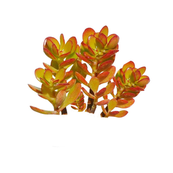 Crassula ovata 'Crosby's Compact' (Dwarf Jade Plant), 5 Cuttings