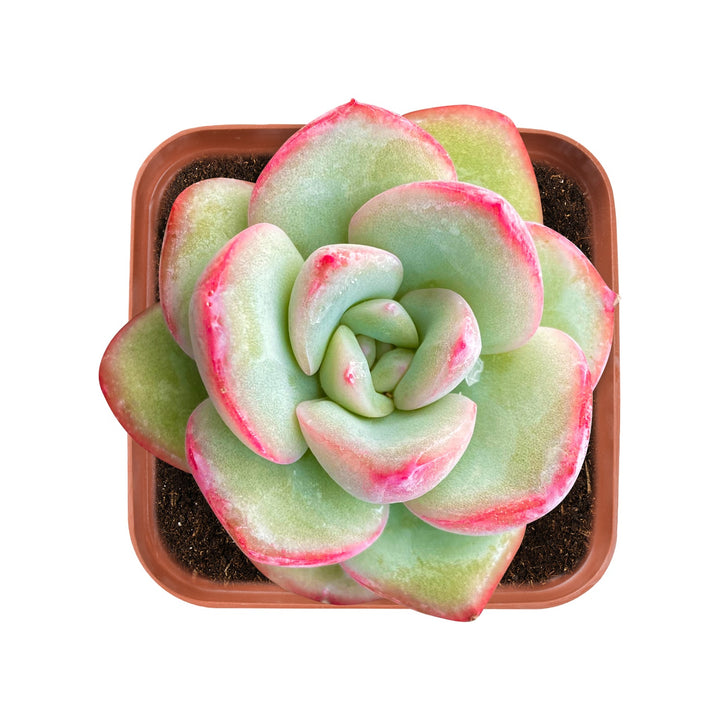 succulent sensations Echeveria Sensation