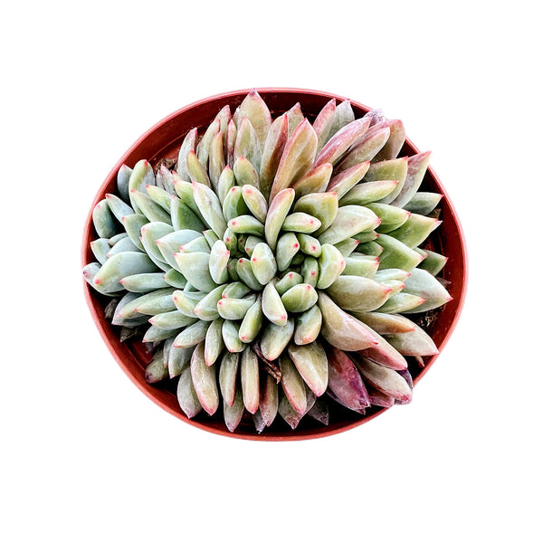 Crested Echeveria Champagne (4 inch)(Limited)