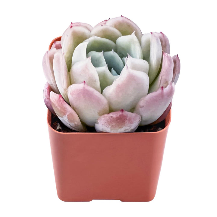 succulent berry Echeveria 'Cream Berry' 10 Plants