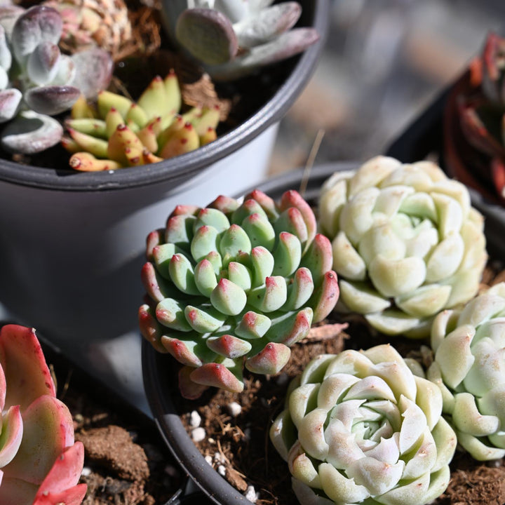 apple succulent Echeveria cv. Blue Apple/ Blue Elf