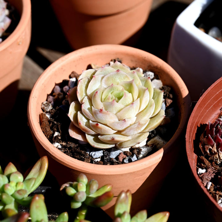 onslow succulent Echeveria cv. Onslow