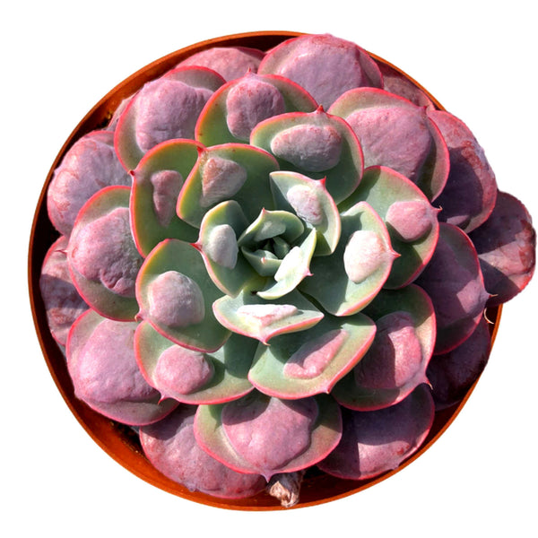 Echeveria 'Rain Drops' (6 inch)