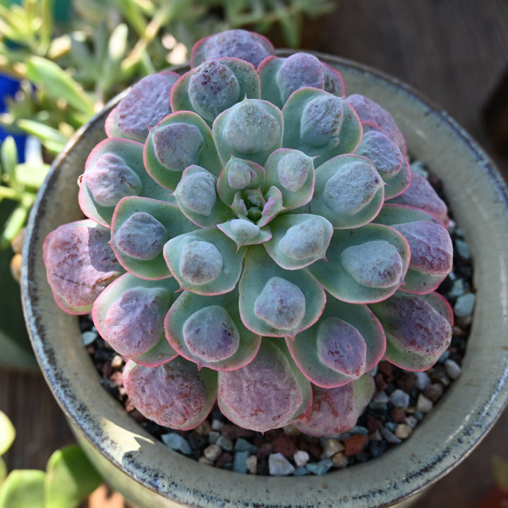 succulent drop Echeveria 'Rain Drops' (6 inch) (Limited)