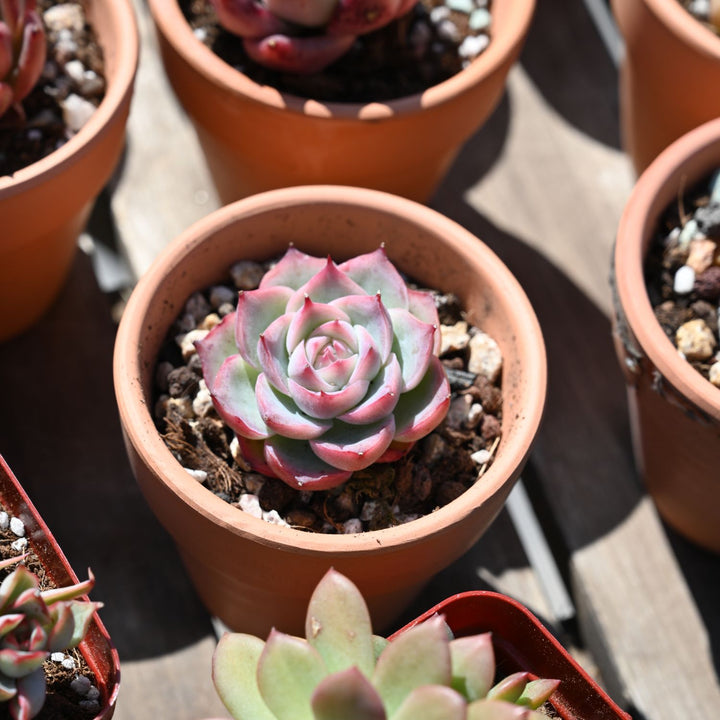 silhouette succulent Echeveria 'Silhouette' 5 Plants