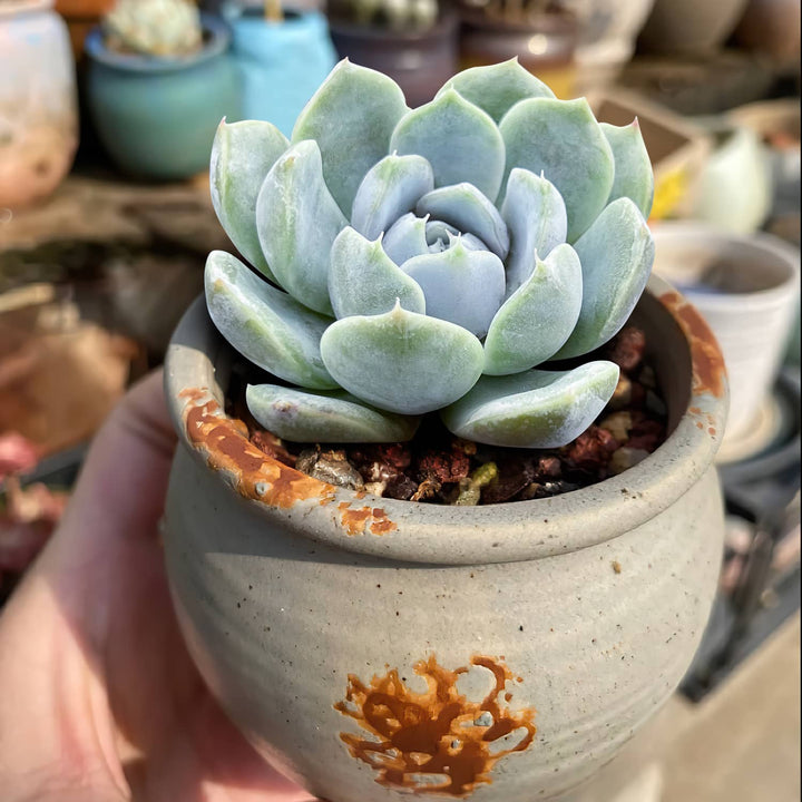 bunny succulent plants for sale Echeveria 'Snow Bunny'