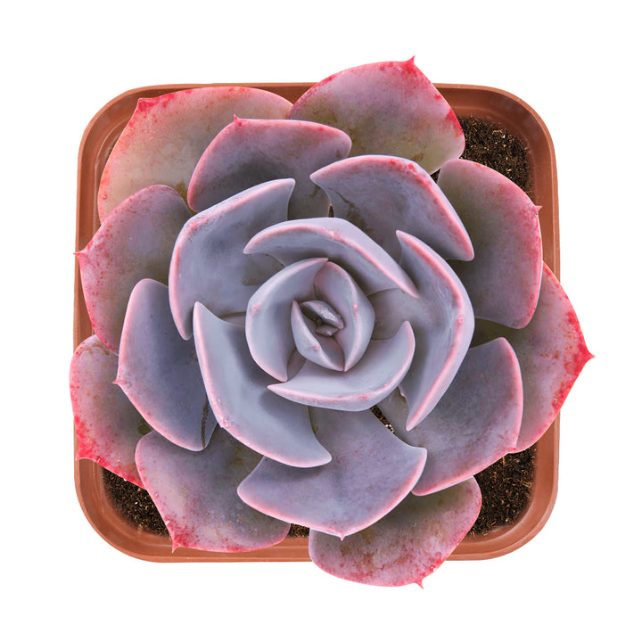 dusty rose succulent care Echeveria Dusty Rose – Thenextgardener
