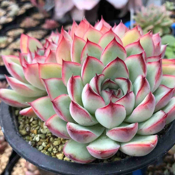 Echeveria Pulidonis(Walther), Rose Succulent for Beginners ...