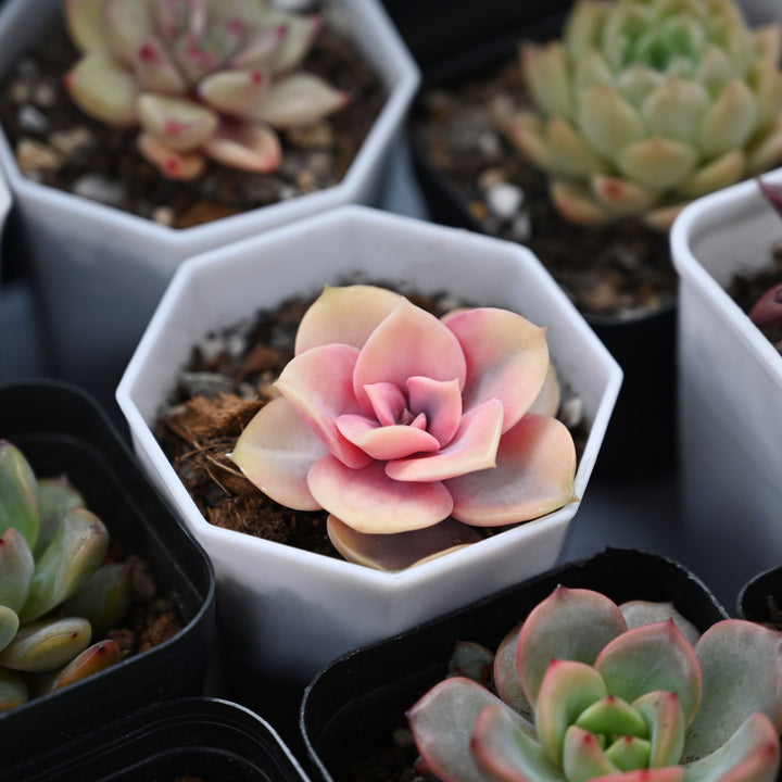 rainbow succulent plants for sale Echeveria 'Rainbow' (Rare)
