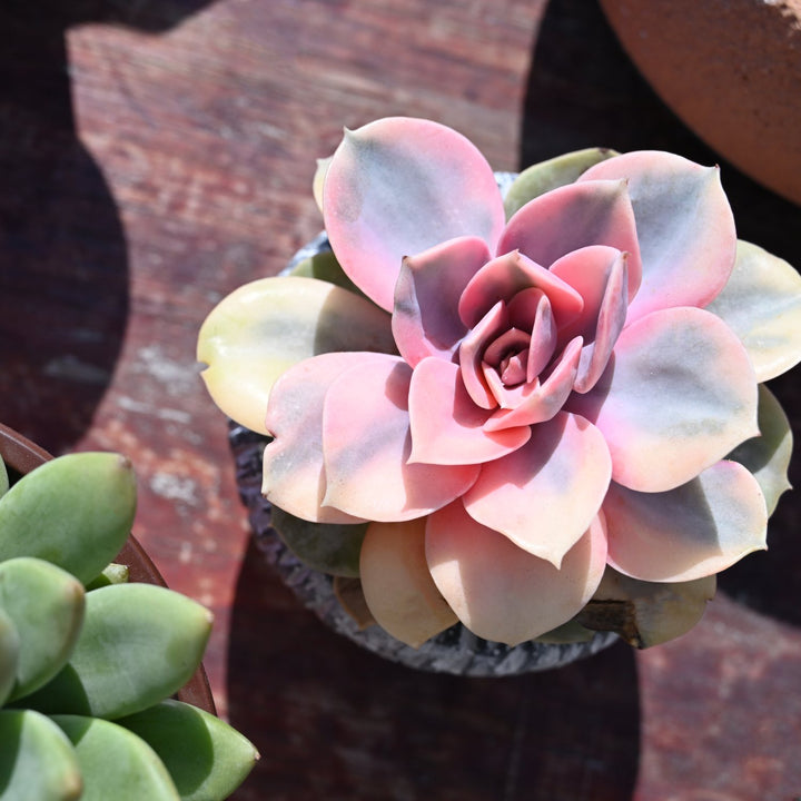 rainbow succulent plants for sale Echeveria 'Rainbow' (Rare)