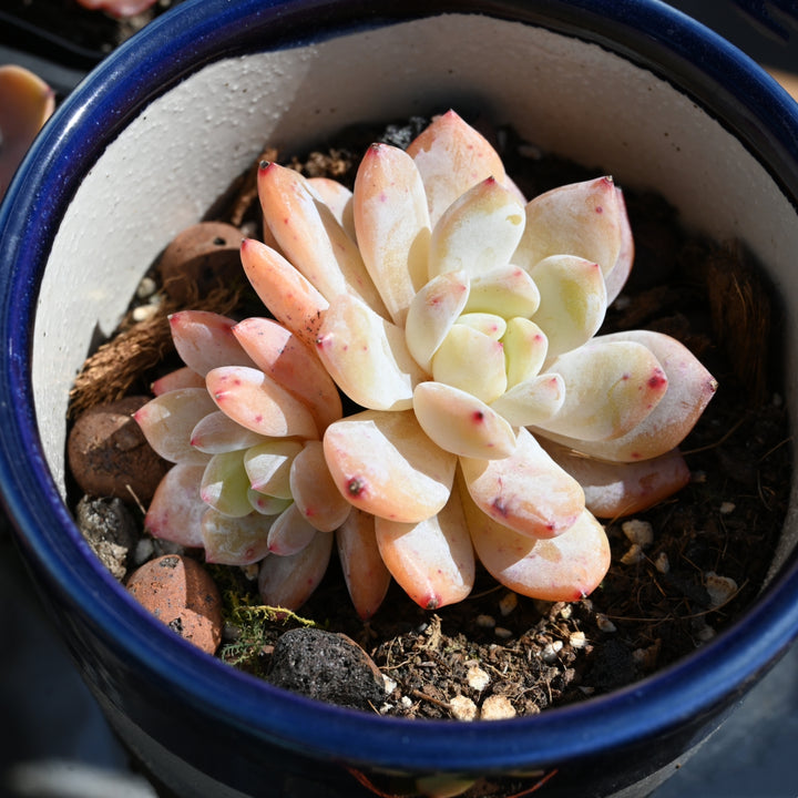 angel succulent plant Echeveria 'Snow Angel' – Thenextgardener