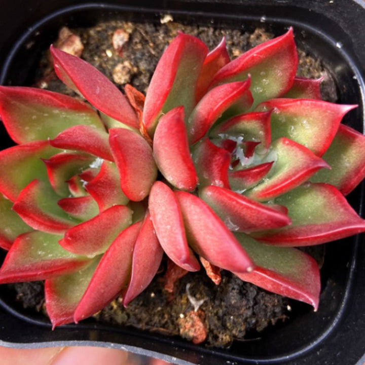 horse succulent Echeveria Agavoides Wild Horse