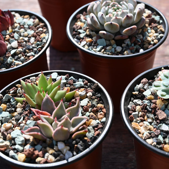 top dressing rocks for succulents Gritty Mix Rocks for Succulent Top Dressing, Soil Amendments – Thenextgardener