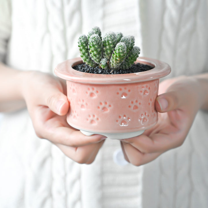 hands-holding-succulents-planted-in-mini-pink-ceramic-flower-pots