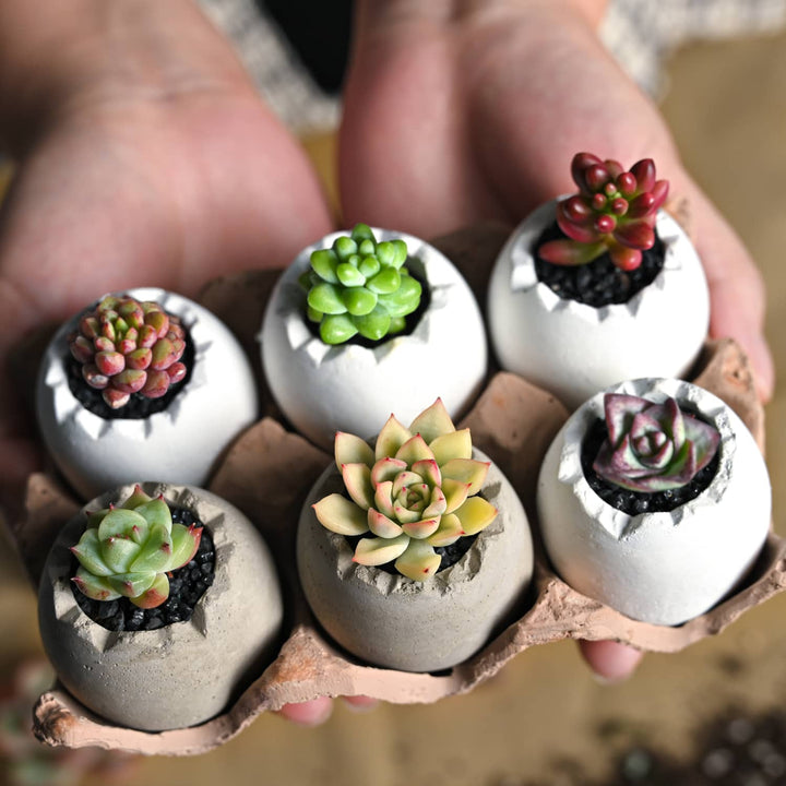 Mini Egg Planter Pot Set, Cement