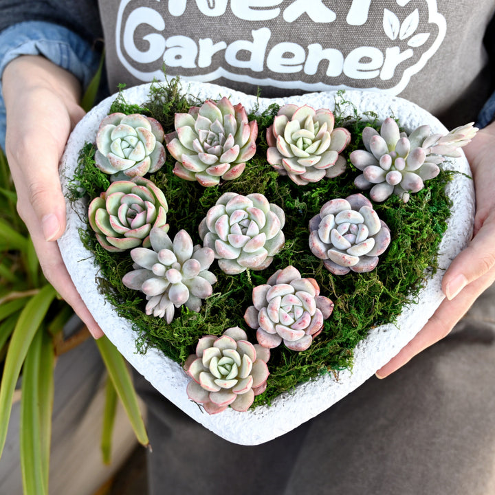 succulent plug in 10 Assorted Rosettes Succulent Plugs (10 Varieties)